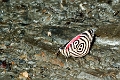 NYMPHALIDAE, Diaethria marchalii dodone